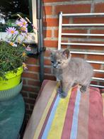Mooi poesje moeder blauwe Rus vader Britse korthaar, Dieren en Toebehoren, Katten en Kittens | Raskatten | Korthaar, Meerdere dieren