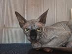 Mooie Sphynx poesje( kitten), Poes, Gechipt, 0 tot 2 jaar