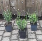Lavendel Lavendula Angustifolia Munstead en Edelweiss wit, Tuin en Terras, Planten | Tuinplanten, Ophalen, Zomer, Overige soorten