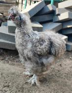 Zijdehoender haan, Dieren en Toebehoren, Mannelijk, Kip