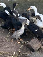 Loopeenden pulletjes, Dieren en Toebehoren, Meerdere dieren, Eend