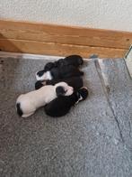 Raszuivere jack russel pups, Dieren en Toebehoren, Rabiës (hondsdolheid), Jack Russell Terriër, 8 tot 15 weken, Meerdere