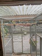 Bleekkop rossela, Dieren en Toebehoren, Meerdere dieren, Parkiet