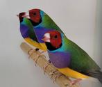 Gouldamadine, Dieren en Toebehoren, Vogels | Overige Vogels, Meerdere dieren, Tropenvogel, Geringd