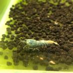 Caridina Blue Bolt Garnalen, Dieren en Toebehoren, Kreeft, Krab of Garnaal, Zoetwatervis, Schoolvis