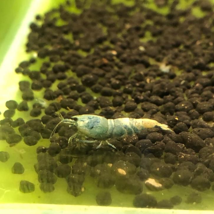 Caridina Blue Bolt Garnalen, Dieren en Toebehoren, Vissen | Aquariumvissen, Zoetwatervis, Kreeft, Krab of Garnaal, Schoolvis