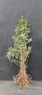 Duindoorn - Hippophae rhamnoides 60/80 en 80/100 wortelgoed, Ophalen, Overige soorten, Struik, Minder dan 100 cm