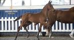 Kjento x Rousssau hengstveulen, Dieren en Toebehoren, Paarden, Hengst, Dressuurpaard, 0 tot 2 jaar