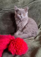 Mix Britse Langhaar/Ragdoll kittens, Dieren en Toebehoren, Meerdere dieren, Gechipt, 0 tot 2 jaar