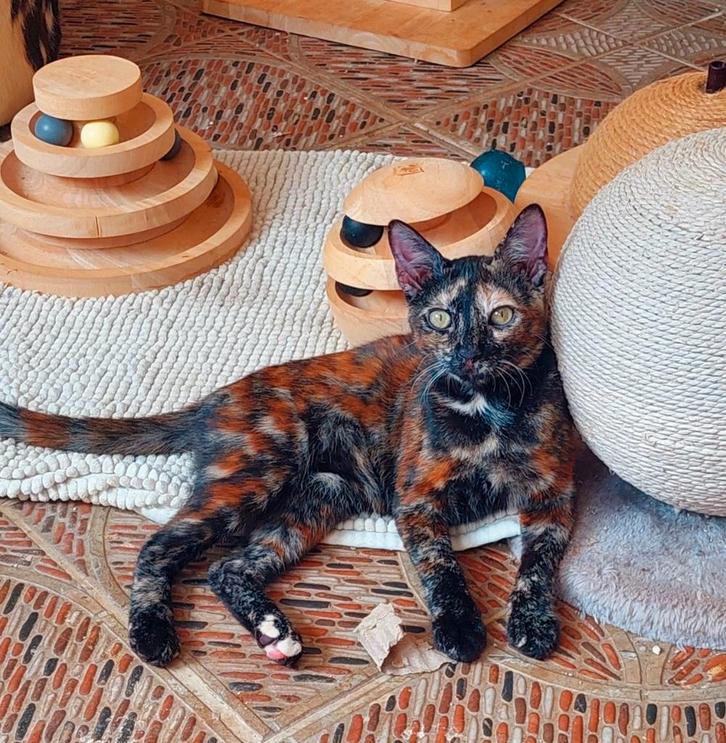 Knappe jonge poes Truffle, Dieren en Toebehoren, Katten en Kittens | Overige Katten, Kortharig, Poes, 0 tot 2 jaar