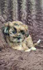 Super mooie boomer pups.maltezer maal shih tzu, Dieren en Toebehoren, Overige rassen, 8 tot 15 weken, CDV (hondenziekte), Meerdere