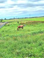 AANGEBODEN: Stallings plekje voor 1 of 2 paarden, Dieren en Toebehoren, Stalling en Weidegang, Weidegang, 2 of 3 paarden of pony's