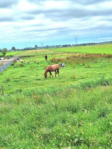AANGEBODEN: Stallings plekje voor 1 of 2 paarden beschikbaar voor biedingen