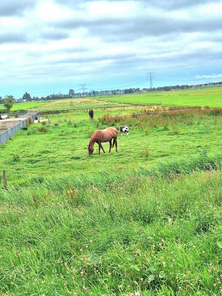 AANGEBODEN: Stallings plekje voor 1 of 2 paarden, Dieren en Toebehoren, Stalling en Weidegang, Stalling, Weidegang, 2 of 3 paarden of pony's