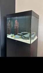 Lido 200, Dieren en Toebehoren, Vissen | Aquaria en Toebehoren, Ophalen, Zo goed als nieuw, Gevuld zoetwateraquarium
