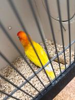 Agapornis Fischeri Rood Oog Lutino Pop 2024 Kweekpop Broedri, Vrouwelijk, Dwergpapegaai of Agapornis, Geringd