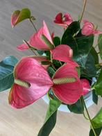 Anthurium (Flamingoplant), Huis en Inrichting, Ophalen, Overige soorten, Halfschaduw, Minder dan 100 cm