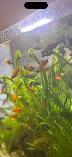 Molly’s, Dieren en Toebehoren, Vis, Zoetwatervis
