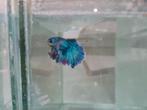 Betta splendens super delta kempvis man, Vis, Zoetwatervis