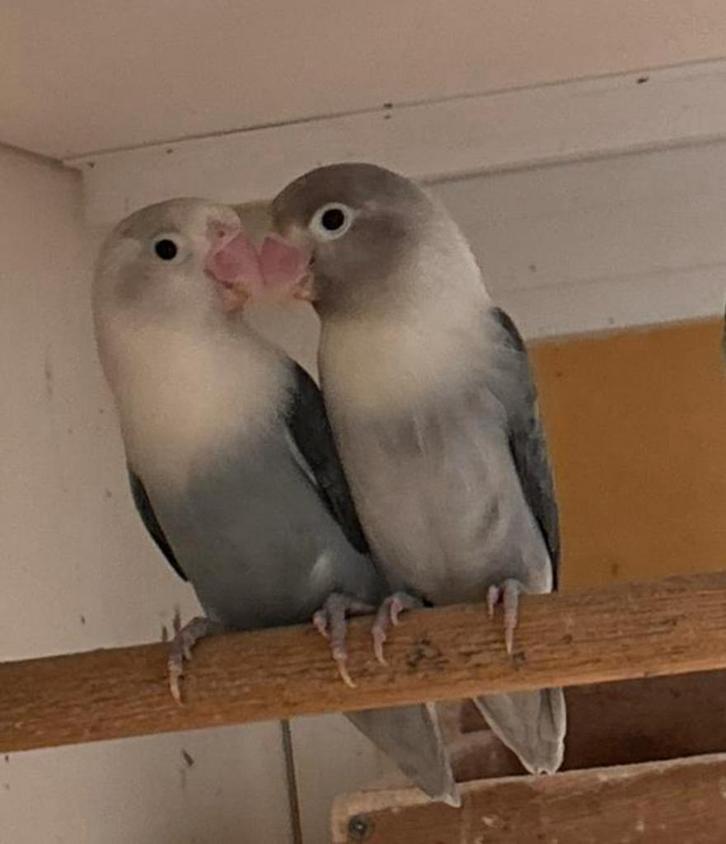 Mooie jonge Agapornis Fischerie, Dieren en Toebehoren, Vogels | Parkieten en Papegaaien, Dwergpapegaai of Agapornis, Meerdere dieren