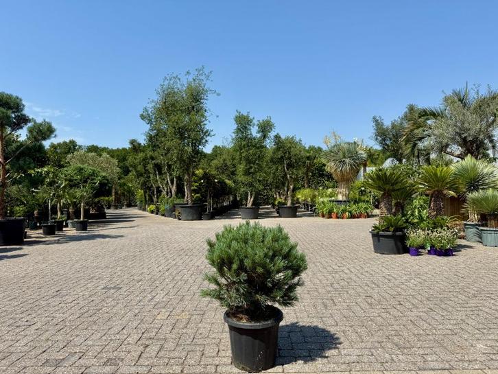 Pinus sylvestris Watereri 50-60 cm planthoogte te koop!, Tuin en Terras, Planten | Bomen, Overige soorten, Minder dan 100 cm, Volle zon