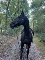 verzorger gezocht soest, Dieren en Toebehoren, Stalling en Weidegang