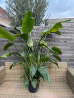 Strelitzia Nicolai plant ca 2m hoog, Huis en Inrichting, Kamerplanten, Ophalen, Halfschaduw, 200 cm of meer