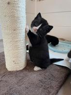 Britse korthaar x, Dieren en Toebehoren, Katten en Kittens | Overige Katten, Meerdere dieren, Kortharig, 0 tot 2 jaar