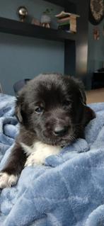 Prachtige pups (husky/golden retriever/collie), Dieren en Toebehoren, Honden | Niet-rashonden, CDV (hondenziekte), 8 tot 15 weken