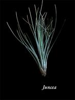 Juncea, Ophalen of Verzenden, Overige soorten, Minder dan 100 cm