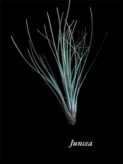 Juncea, Huis en Inrichting, Kamerplanten, Overige soorten, Minder dan 100 cm, Ophalen of Verzenden