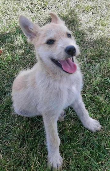 PRACHTIG LIEF TEEFJE LAILA GEK OP SPELEN EN KNUFFELEN beschikbaar voor biedingen
