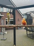 Roodrugparkieten, Meerdere dieren, Parkiet, Geringd