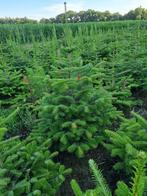 Picea omorika / Servische spar 150/175 cm, Ophalen, Bloeit niet, Halfschaduw, Overige soorten