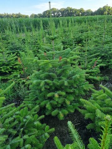 Picea omorika / Servische spar 150/175 cm beschikbaar voor biedingen