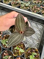Ludisia discolor orchidee, Verzenden, Overige soorten, Minder dan 100 cm