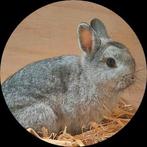 Mooie jonge ram, Dieren en Toebehoren, Konijnen, Mannelijk, Dwerg, 0 tot 2 jaar