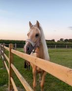 Palomino Welsh cob merrie, Dieren en Toebehoren, Pony's, Merrie, Recreatiepony, 0 tot 2 jaar