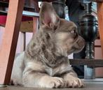fluffy franse bulldog reutje met stmb gar en verzekering, Reu, CDV (hondenziekte), 8 tot 15 weken, Bulldog