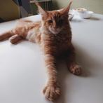 Rode female Maine coon kitten, Dieren en Toebehoren, Katten en Kittens | Raskatten | Langhaar, Meerdere dieren, Gechipt, 0 tot 2 jaar
