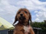 Teckels x Shih tzu's pups, lief, mooi, sociaal en heel knap, Overige rassen, CDV (hondenziekte), 8 tot 15 weken, Meerdere