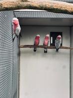 Prachtige koppels Rose kaketoe, Meerdere dieren, Papegaai, Geringd