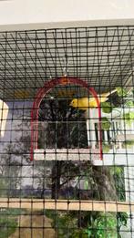 Kanarie mannen, Dieren en Toebehoren, Vogels | Kanaries, Mannelijk