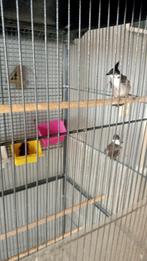 Buulbuul Roodoor vast prijs 350€, Meerdere dieren, Parkiet