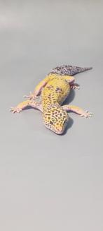 Hypo gemsnow 0.1 luipaard gekko, Dieren en Toebehoren, Reptielen en Amfibieën