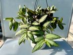 Pellionia Repens Hangplant - Groene Kamerplant, Overige soorten, In pot, Minder dan 100 cm, Groene kamerplant
