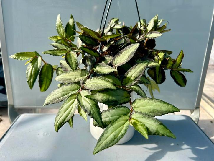 Pellionia Repens Hangplant - Groene Kamerplant, Huis en Inrichting, Kamerplanten, Overige soorten, Minder dan 100 cm, Groene kamerplant
