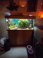 Compleet aquarium, Ophalen, Zo goed als nieuw, Gevuld zoetwateraquarium