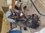 Lieve Pietertje zoekt een huisje, Dieren en Toebehoren, Kater, Ontwormd, 0 tot 2 jaar