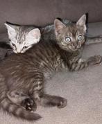 Nog 2 britse korthaar kruising kittens😍, Dieren en Toebehoren, Katten en Kittens | Overige Katten